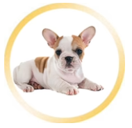 Puppies